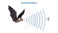 echolocation in bat, bat hunt their prey by making high pitched sounds and listening for echoes Royalty Free Stock Photo